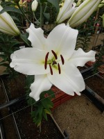 [4418 PO18 OT 6020-153 No02.JPG]